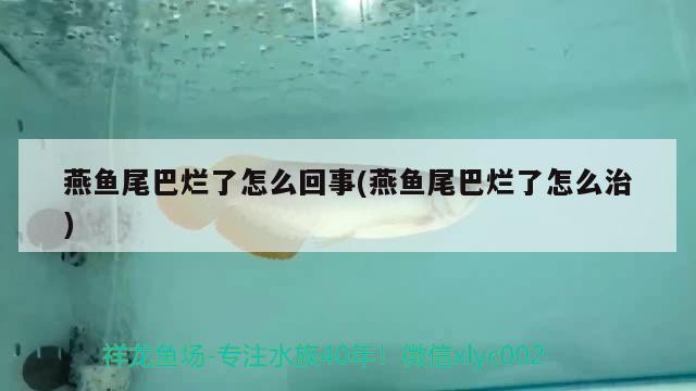 燕魚尾巴爛了怎么回事(燕魚尾巴爛了怎么治)