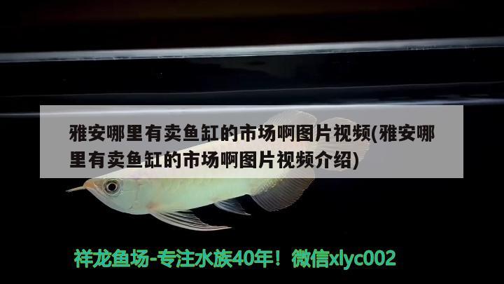 雅安哪里有賣魚缸的市場啊圖片視頻(雅安哪里有賣魚缸的市場啊圖片視頻介紹)