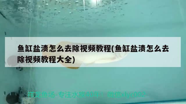 魚缸鹽漬怎么去除視頻教程(魚缸鹽漬怎么去除視頻教程大全) 銀龍魚苗