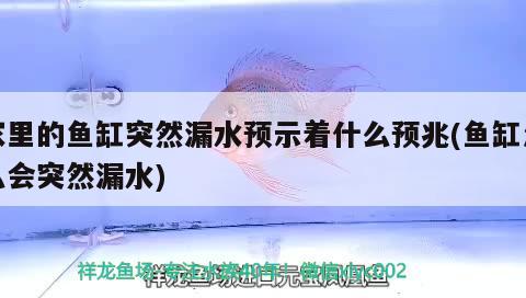 家里的魚缸突然漏水預示著什么預兆(魚缸怎么會突然漏水)