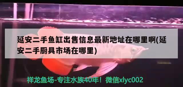 延安二手魚缸出售信息最新地址在哪里啊(延安二手廚具市場在哪里) 白子銀版魚