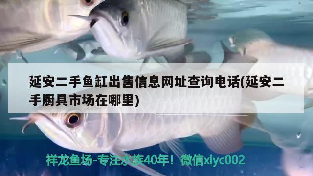 延安二手魚(yú)缸出售信息網(wǎng)址查詢電話(延安二手廚具市場(chǎng)在哪里) 財(cái)神鸚鵡魚(yú)