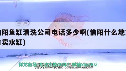 信陽魚缸清洗公司電話多少啊(信陽什么地方有賣水缸) 非洲象鼻魚