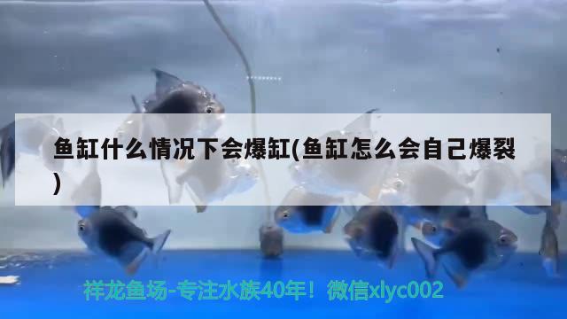 魚缸什么情況下會(huì)爆缸(魚缸怎么會(huì)自己爆裂) 飛鳳魚