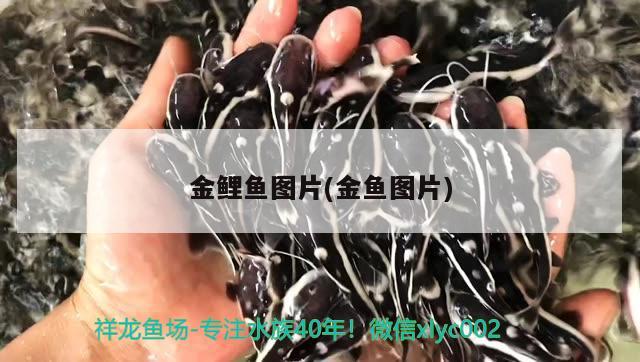 金鯉魚圖片(金魚圖片) 觀賞魚