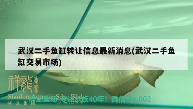 武漢二手魚缸轉讓信息最新消息(武漢二手魚缸交易市場) 斑馬鴨嘴魚苗