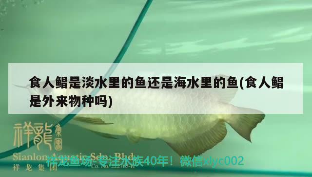 食人鯧是淡水里的魚(yú)還是海水里的魚(yú)(食人鯧是外來(lái)物種嗎) 觀賞魚(yú)