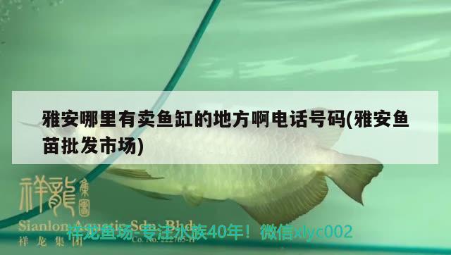 雅安哪里有賣魚缸的地方啊電話號(hào)碼(雅安魚苗批發(fā)市場(chǎng)) 名貴錦鯉魚