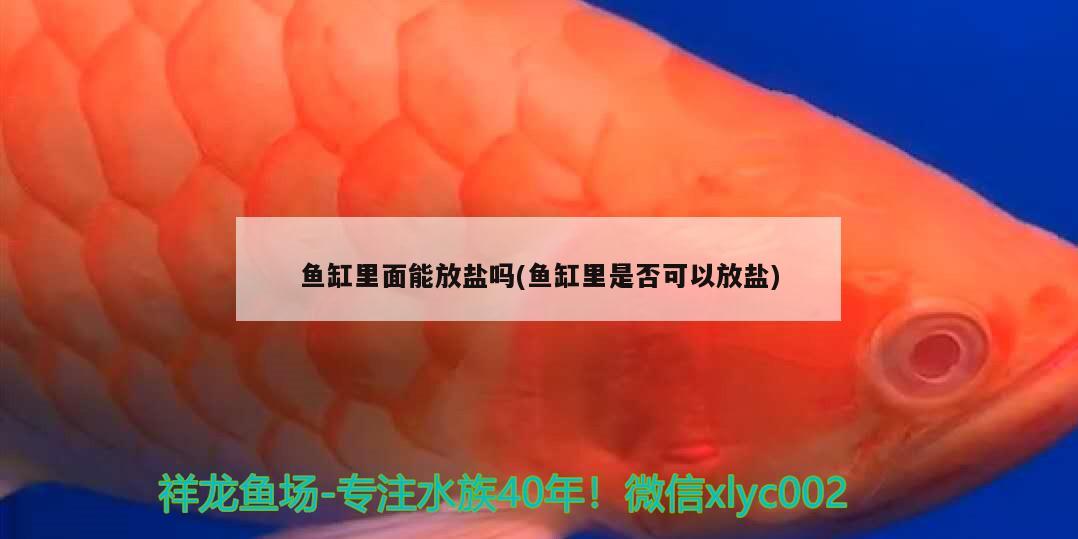 魚缸里面能放鹽嗎(魚缸里是否可以放鹽)