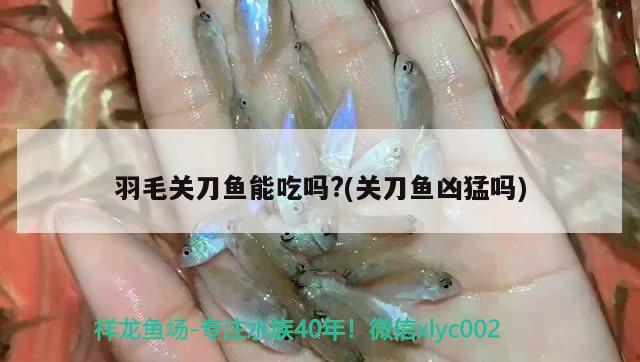 羽毛關刀魚能吃嗎?(關刀魚兇猛嗎) 觀賞魚