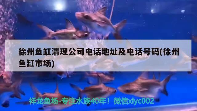 徐州魚缸清理公司電話地址及電話號碼(徐州魚缸市場) 白寫錦鯉魚