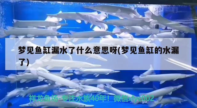 夢(mèng)見魚缸漏水了什么意思呀(夢(mèng)見魚缸的水漏了) 水族用品