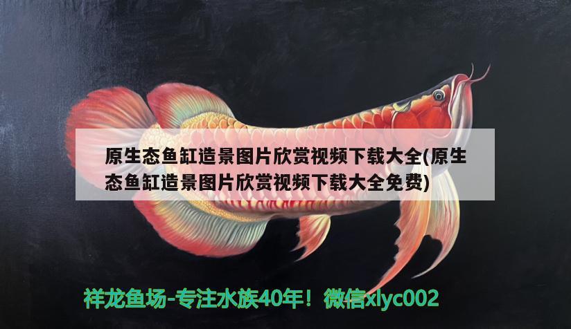 原生態(tài)魚缸造景圖片欣賞視頻下載大全(原生態(tài)魚缸造景圖片欣賞視頻下載大全免費) 祥龍藍珀金龍魚 第2張