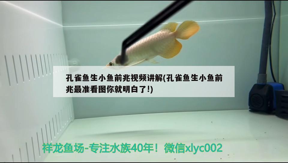 孔雀魚生小魚前兆視頻講解(孔雀魚生小魚前兆最準看圖你就明白了!) 觀賞魚