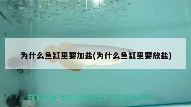 為什么魚缸里要加鹽(為什么魚缸里要放鹽)