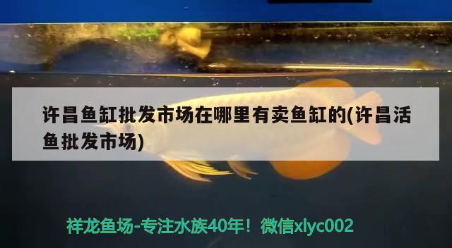 許昌魚缸批發(fā)市場(chǎng)在哪里有賣魚缸的(許昌活魚批發(fā)市場(chǎng))