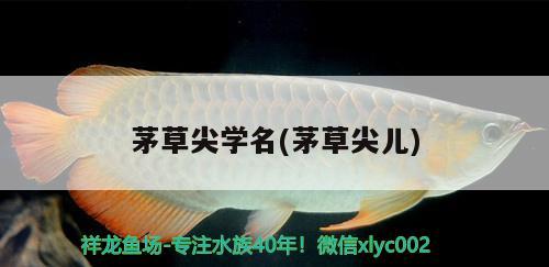 茅草尖學(xué)名(茅草尖兒) 觀賞魚(yú)