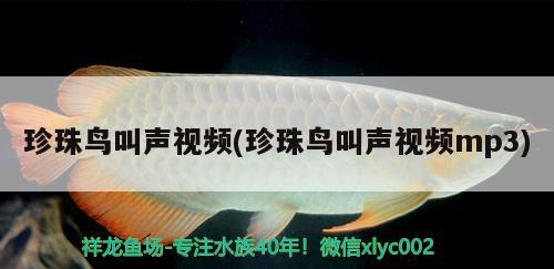 珍珠鳥叫聲視頻(珍珠鳥叫聲視頻mp3) 觀賞魚