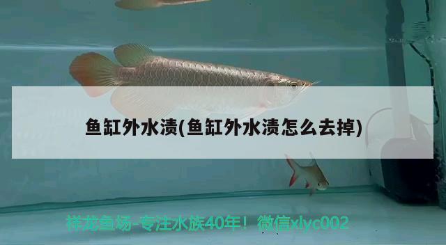 魚缸外水漬(魚缸外水漬怎么去掉)