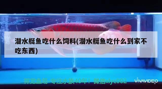 潛水艇魚吃什么飼料(潛水艇魚吃什么到家不吃東西)