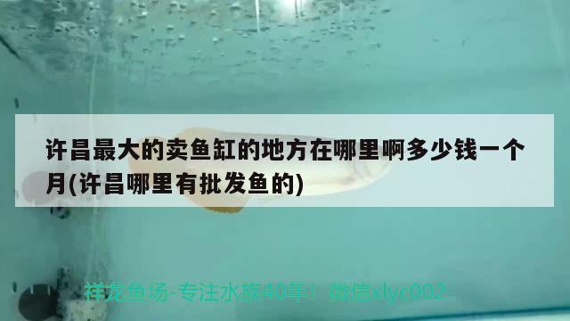 許昌最大的賣魚缸的地方在哪里啊多少錢一個月(許昌哪里有批發(fā)魚的)