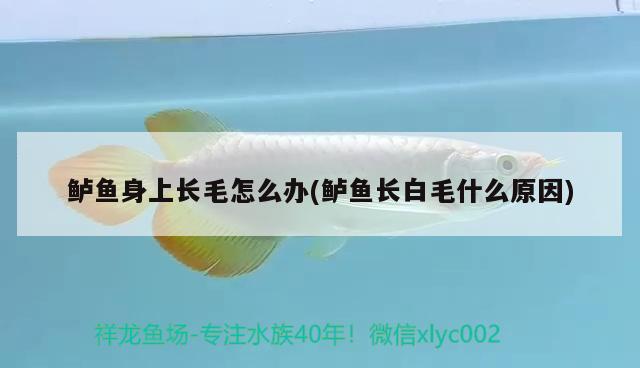 鱸魚身上長毛怎么辦(鱸魚長白毛什么原因) 觀賞魚