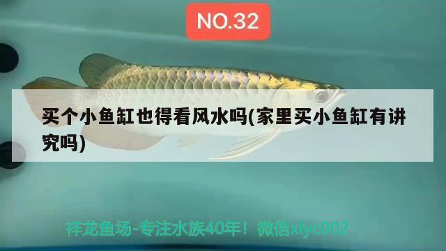 買個小魚缸也得看風水嗎(家里買小魚缸有講究嗎) 魚缸風水