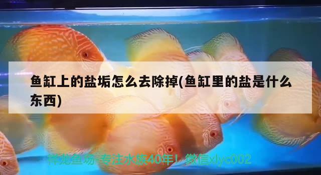 魚缸上的鹽垢怎么去除掉(魚缸里的鹽是什么東西) 元寶鳳凰魚 第2張