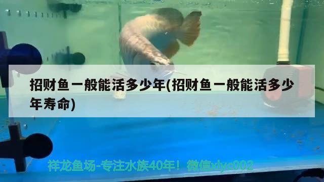 招財魚一般能活多少年(招財魚一般能活多少年壽命) 觀賞魚