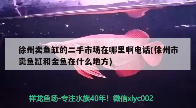 徐州賣魚缸的二手市場在哪里啊電話(徐州市賣魚缸和金魚在什么地方) 龍魚芯片掃碼器