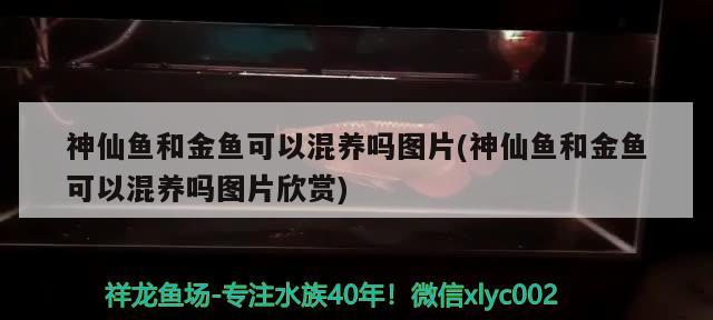 神仙魚(yú)和金魚(yú)可以混養(yǎng)嗎圖片(神仙魚(yú)和金魚(yú)可以混養(yǎng)嗎圖片欣賞)