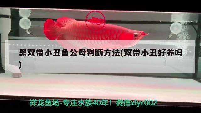 黑雙帶小丑魚公母判斷方法(雙帶小丑好養(yǎng)嗎) 海水魚