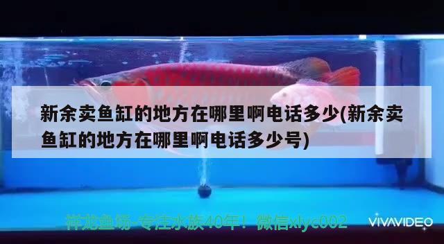 新余賣魚缸的地方在哪里啊電話多少(新余賣魚缸的地方在哪里啊電話多少號)