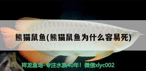 熊貓鼠魚(熊貓鼠魚為什么容易死)