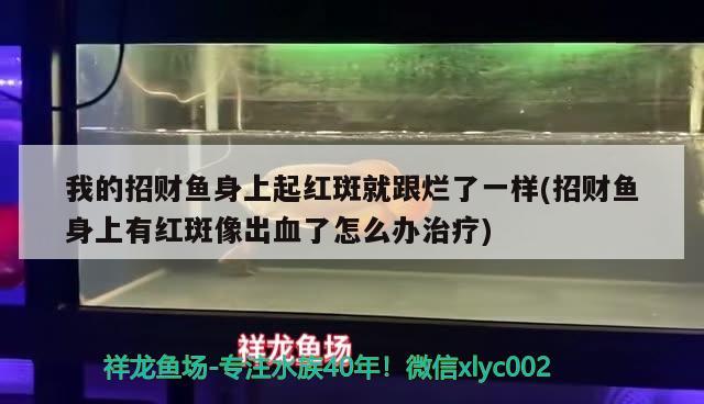 我的招財(cái)魚(yú)身上起紅斑就跟爛了一樣(招財(cái)魚(yú)身上有紅斑像出血了怎么辦治療) 觀賞魚(yú)