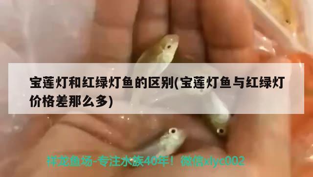 寶蓮燈和紅綠燈魚的區(qū)別(寶蓮燈魚與紅綠燈價(jià)格差那么多)