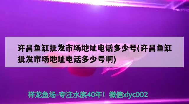 許昌魚缸批發(fā)市場地址電話多少號(許昌魚缸批發(fā)市場地址電話多少號啊) 黃吉金龍（白子金龍魚）