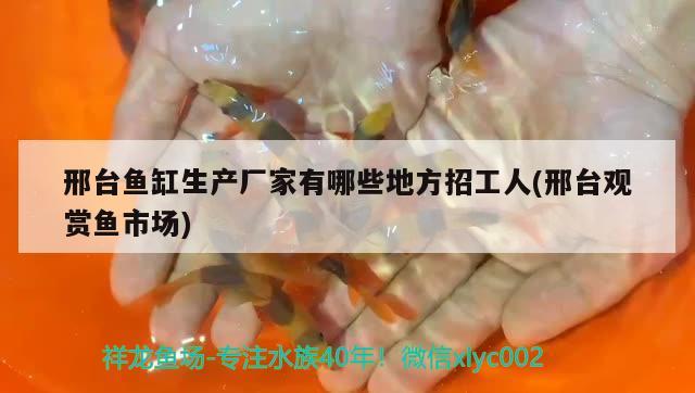 邢臺魚缸生產(chǎn)廠家有哪些地方招工人(邢臺觀賞魚市場) 觀賞魚市場（混養(yǎng)魚）