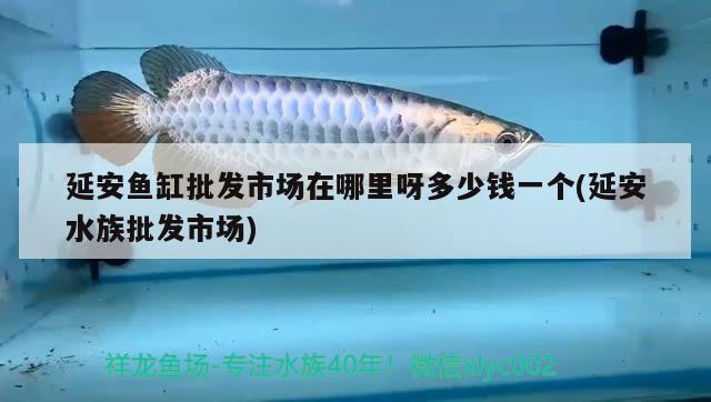 延安魚缸批發(fā)市場在哪里呀多少錢一個(延安水族批發(fā)市場) 觀賞魚水族批發(fā)市場