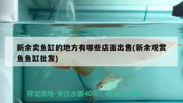 新余賣魚缸的地方有哪些店面出售(新余觀賞魚魚缸批發(fā)) 黃吉金龍（白子金龍魚）