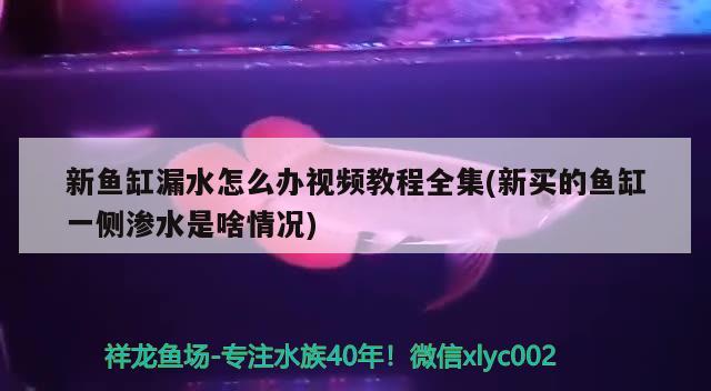 新魚缸漏水怎么辦視頻教程全集(新買的魚缸一側(cè)滲水是啥情況)