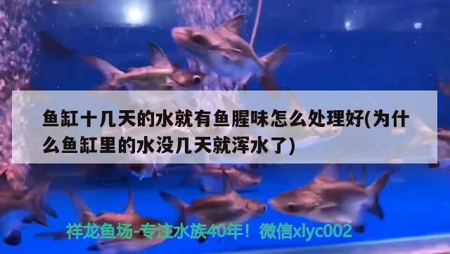 魚缸十幾天的水就有魚腥味怎么處理好(為什么魚缸里的水沒幾天就渾水了) 觀賞魚市場