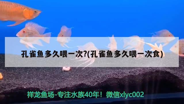 孔雀魚多久喂一次?(孔雀魚多久喂一次食) 觀賞魚