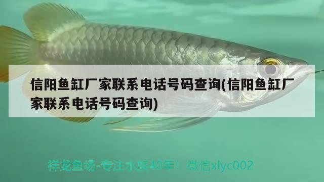 信陽(yáng)魚缸廠家聯(lián)系電話號(hào)碼查詢(信陽(yáng)魚缸廠家聯(lián)系電話號(hào)碼查詢) 白條過背金龍魚