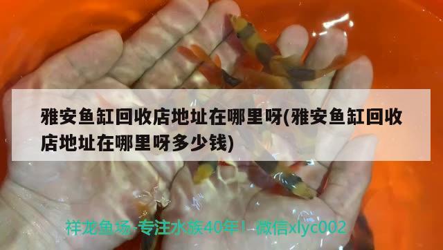 雅安魚缸回收店地址在哪里呀(雅安魚缸回收店地址在哪里呀多少錢) 羅漢魚