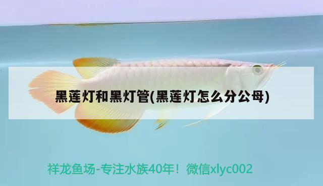 黑蓮燈和黑燈管(黑蓮燈怎么分公母) 觀賞魚