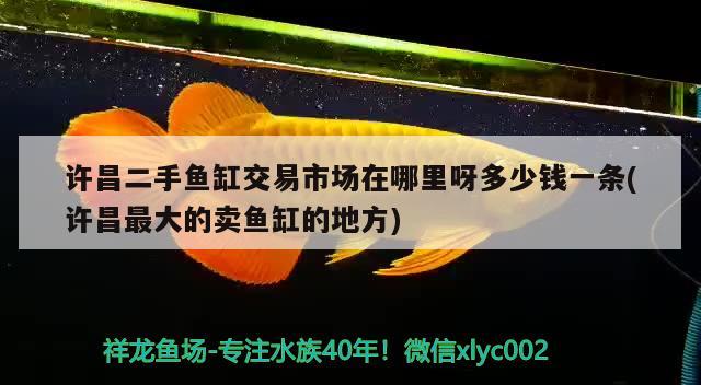 許昌二手魚缸交易市場在哪里呀多少錢一條(許昌最大的賣魚缸的地方) 魚缸風(fēng)水