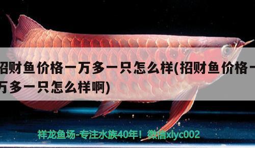 招財(cái)魚(yú)價(jià)格一萬(wàn)多一只怎么樣(招財(cái)魚(yú)價(jià)格一萬(wàn)多一只怎么樣啊) 觀賞魚(yú)