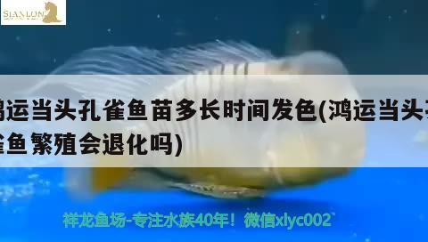 鴻運當頭孔雀魚苗多長時間發(fā)色(鴻運當頭孔雀魚繁殖會退化嗎)