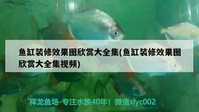 魚缸裝修效果圖欣賞大全集(魚缸裝修效果圖欣賞大全集視頻) 豬鼻龜